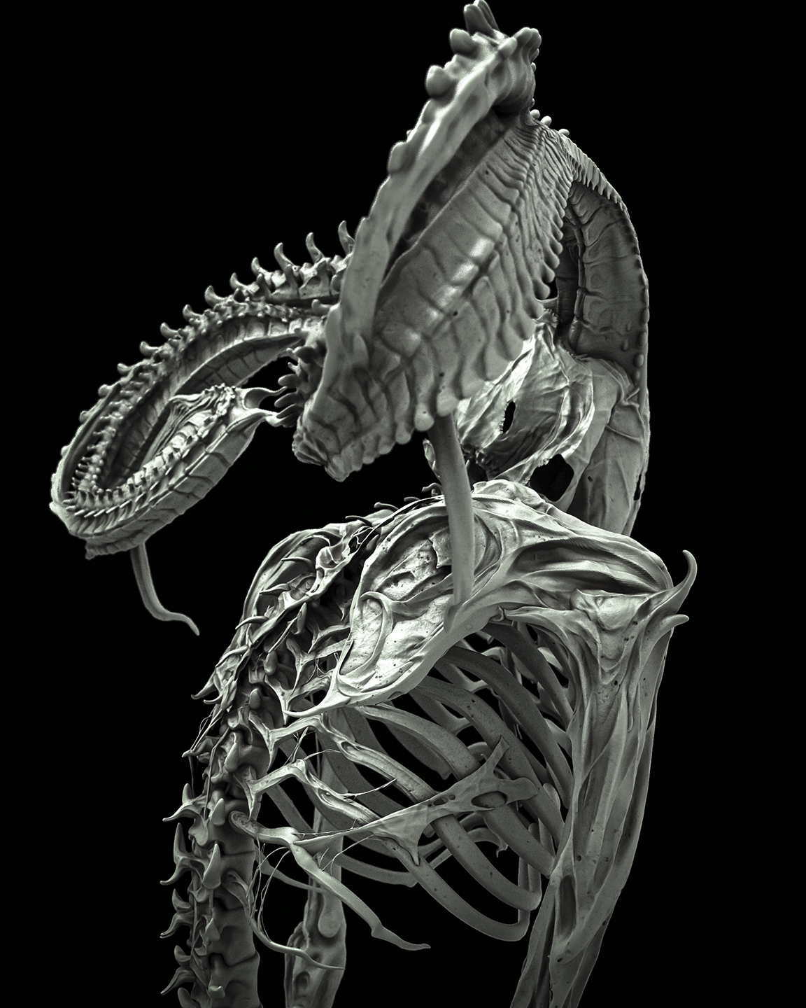 bonesgrey3