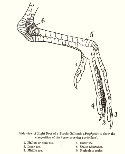 487px-BirdLeg copy.jpg