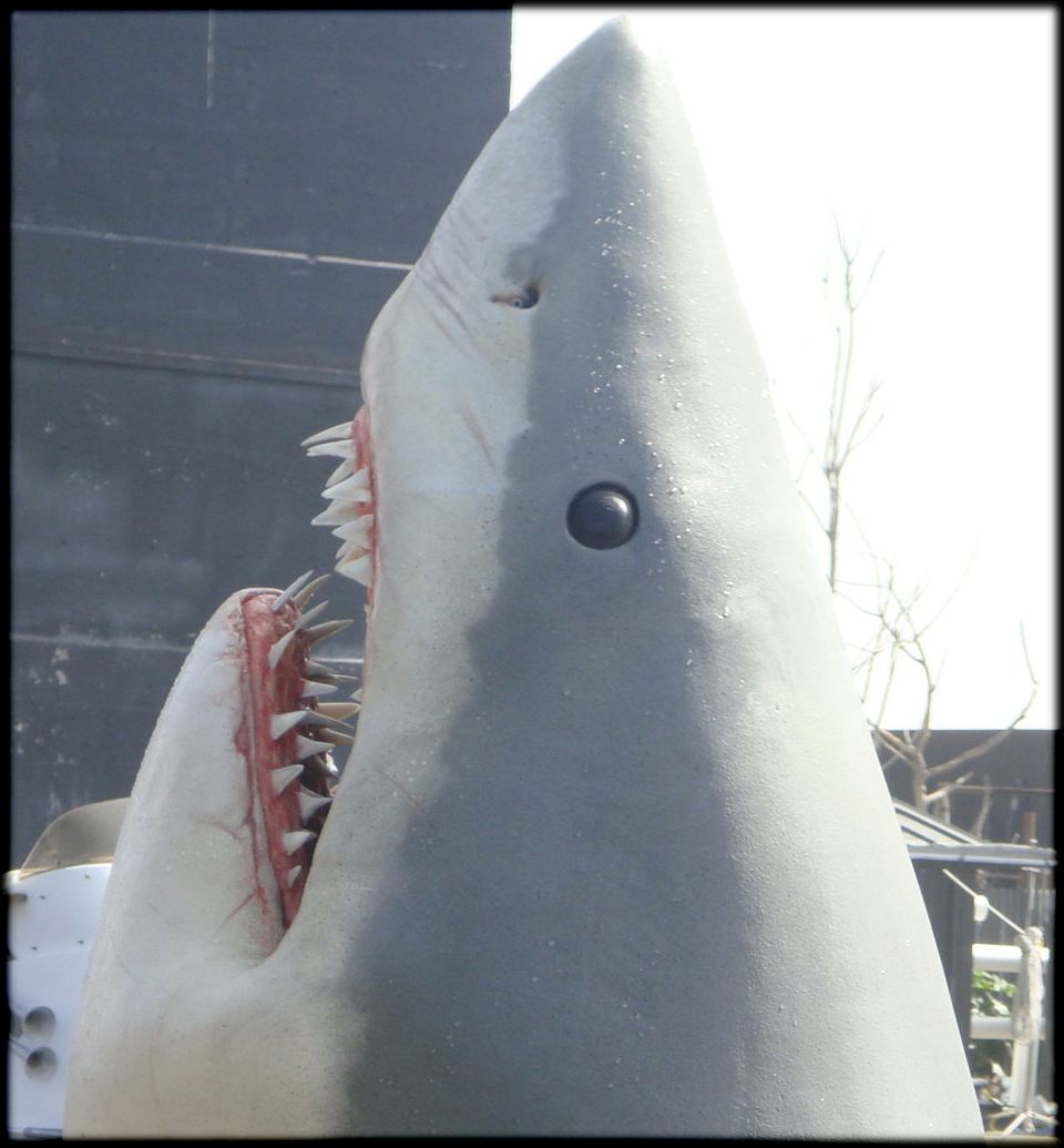 shark006.jpg