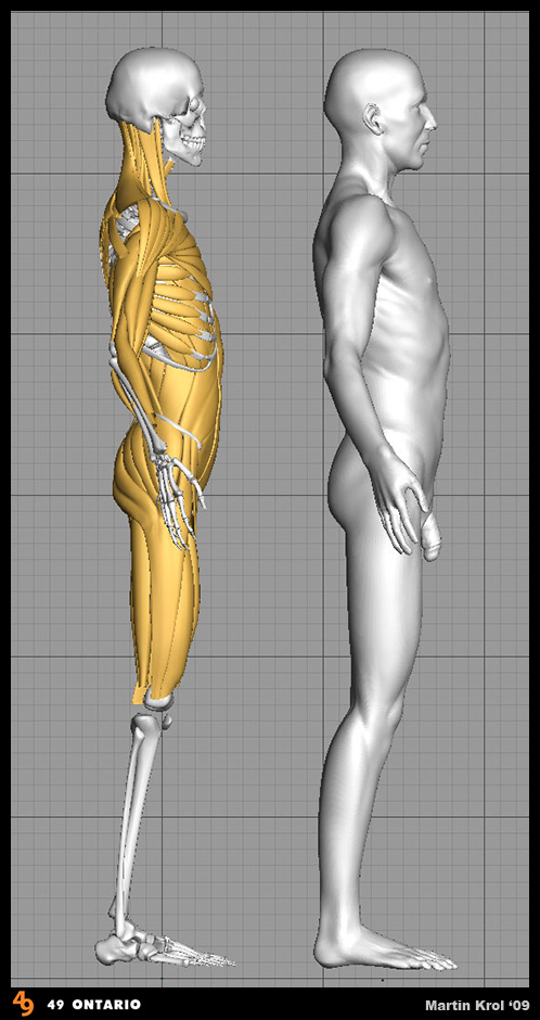 Human_Muscles_02.jpg