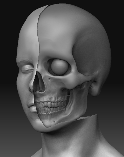 headwithskull.jpg