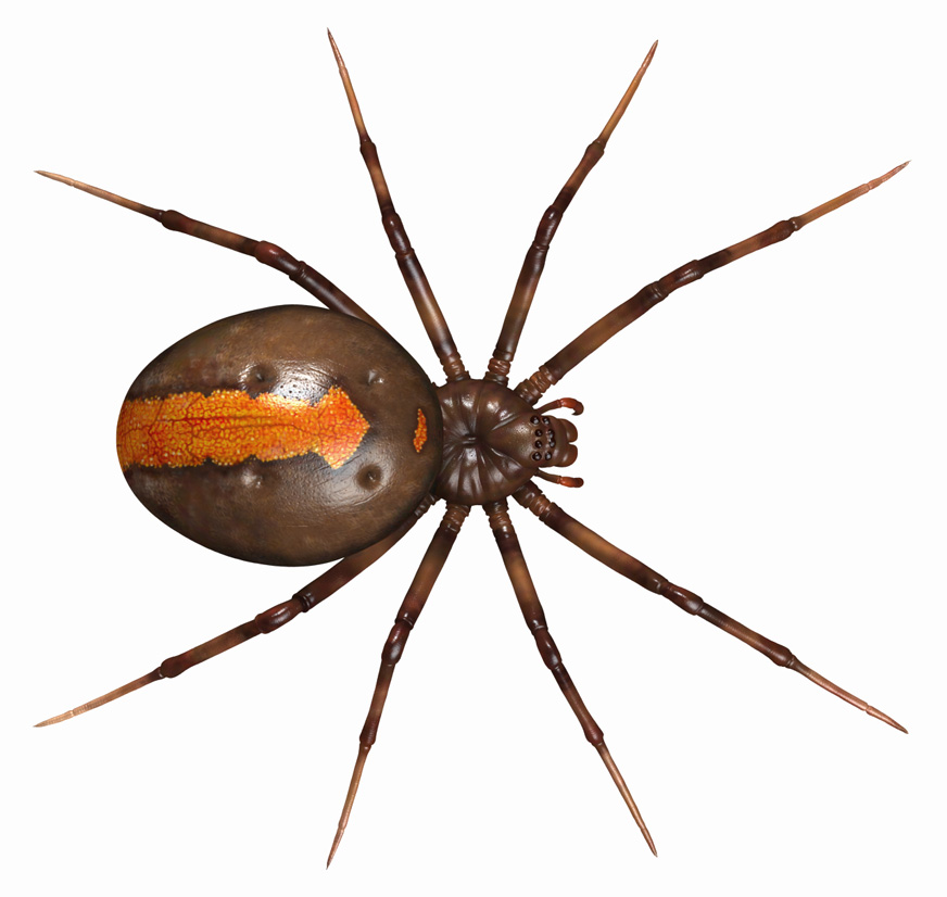 Redback-spider-painted.jpg