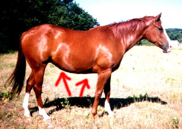 horse2.jpg