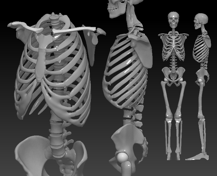 ZBrush Documenttoypskelmultipleview.jpg