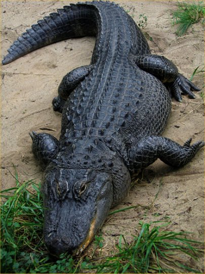 Alligator-1.jpg