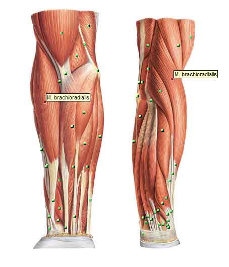 Cemond_Anatomy_002o.jpg