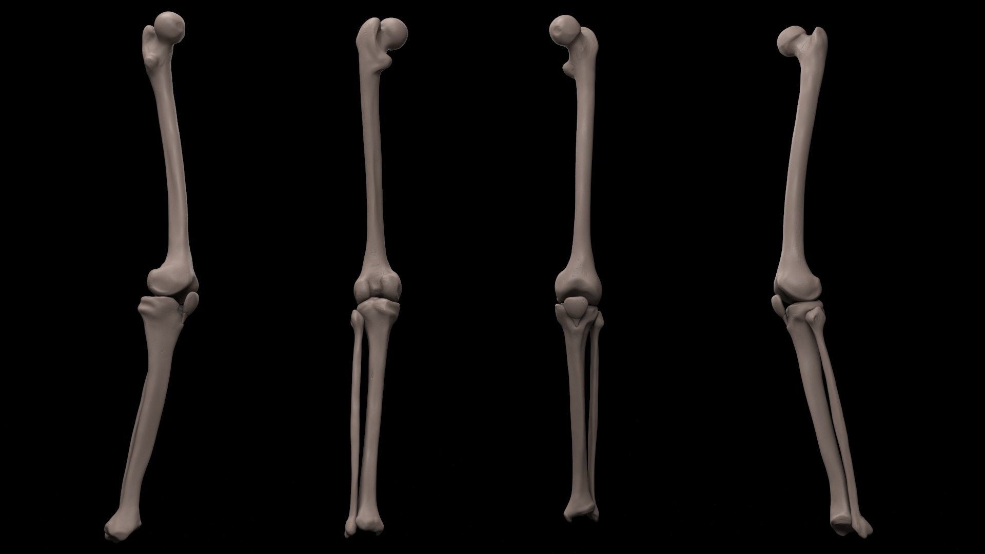Leg_01.jpg