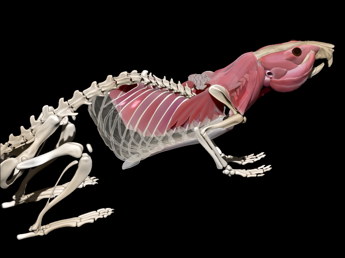 ribvet3.jpg