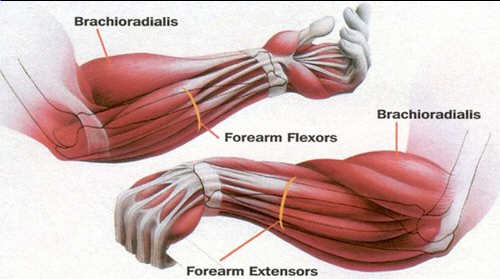 forearm.jpg