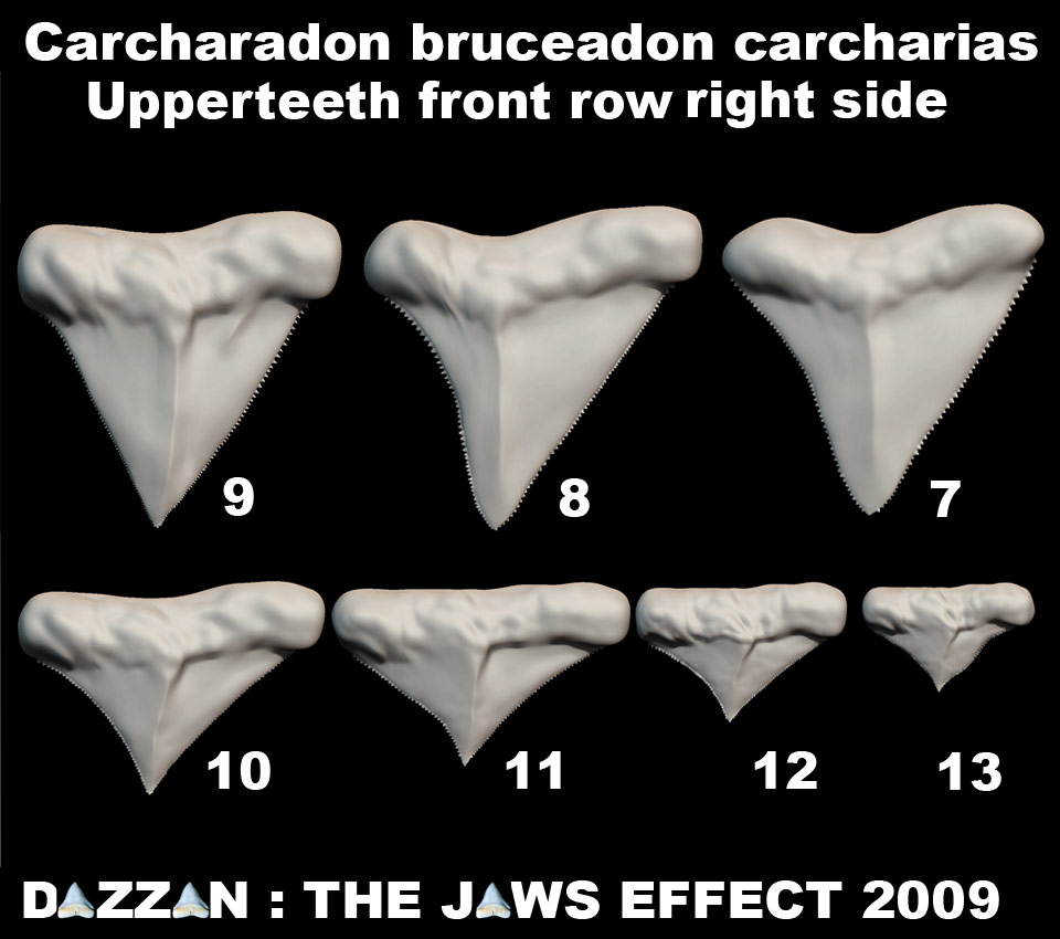 BRUCEUPPERJAWTEETHSET2.jpg