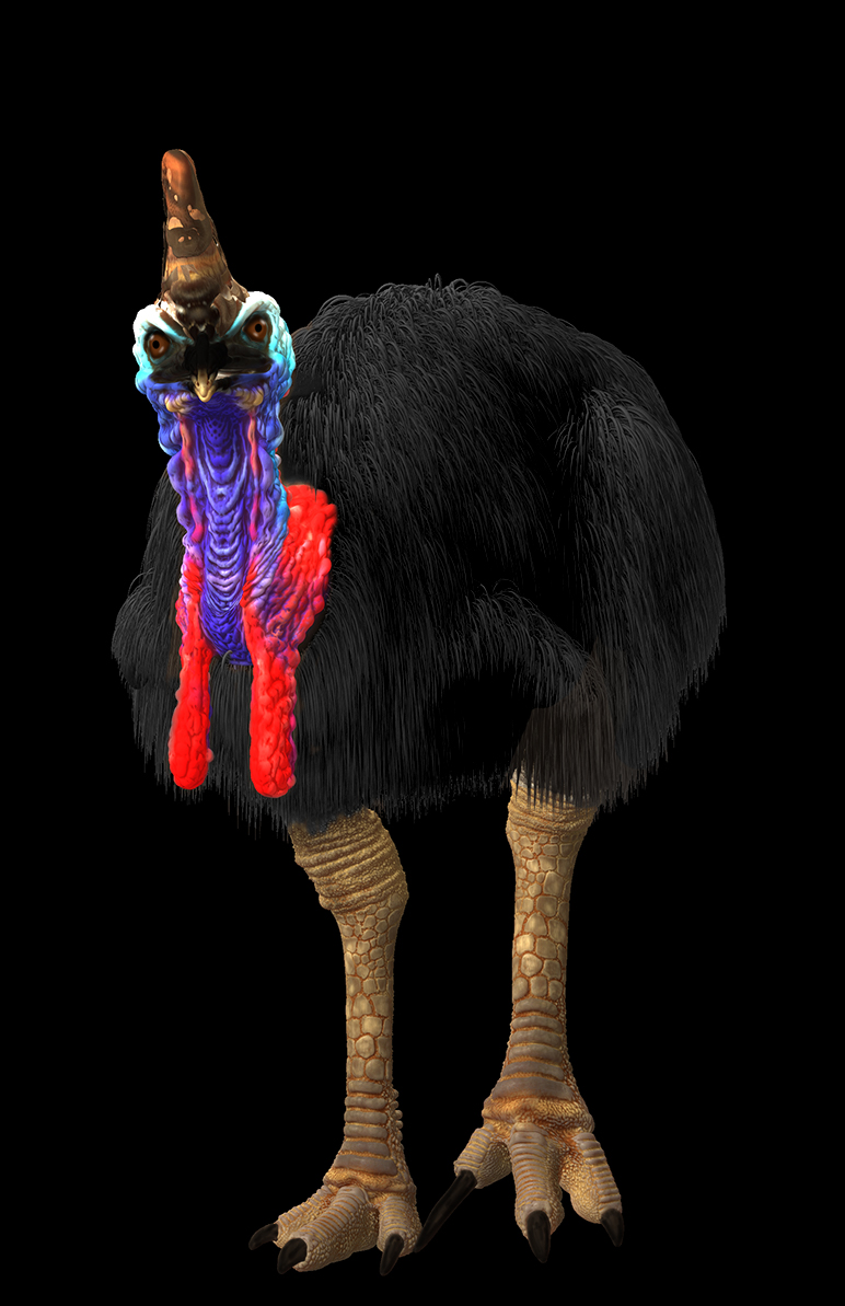 cassowary.jpg