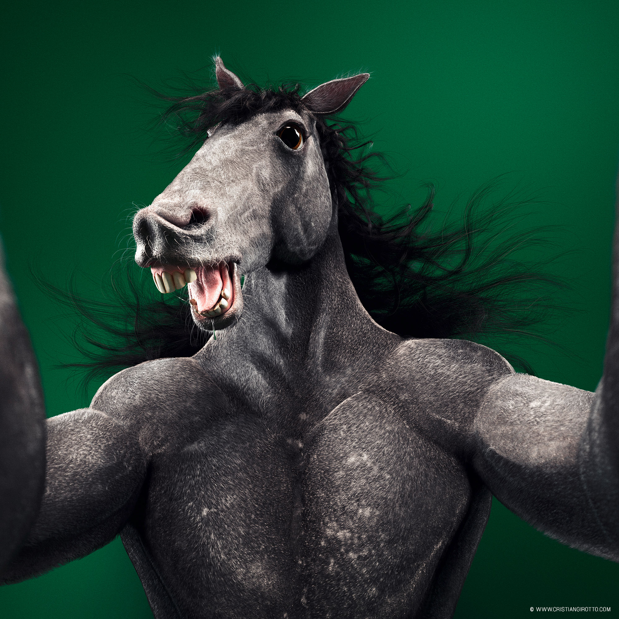 horse.jpg