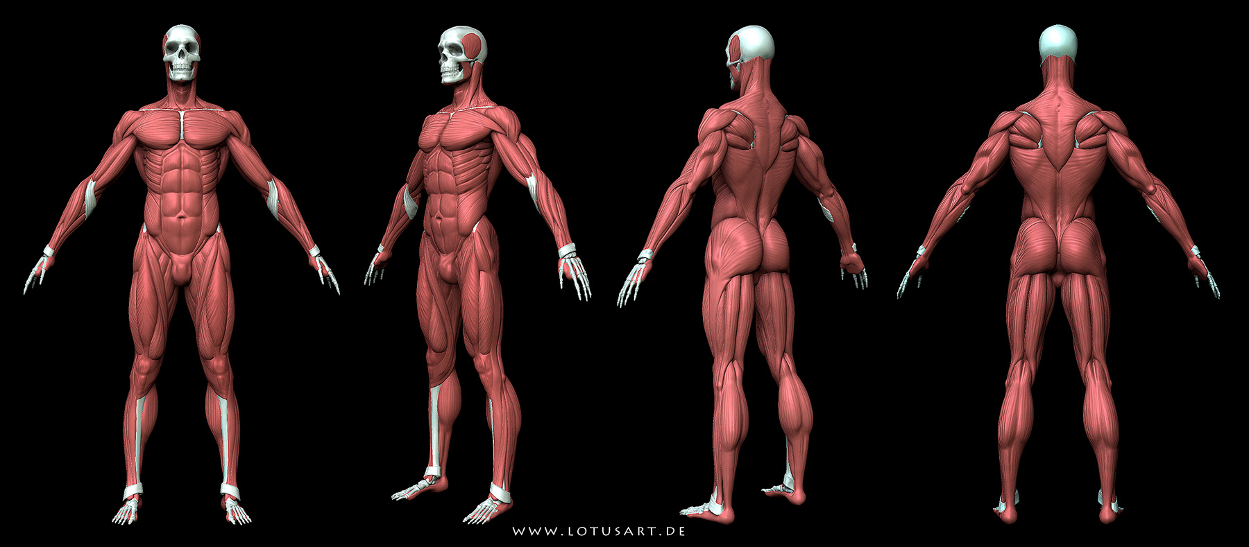 BodyMuscles.jpg