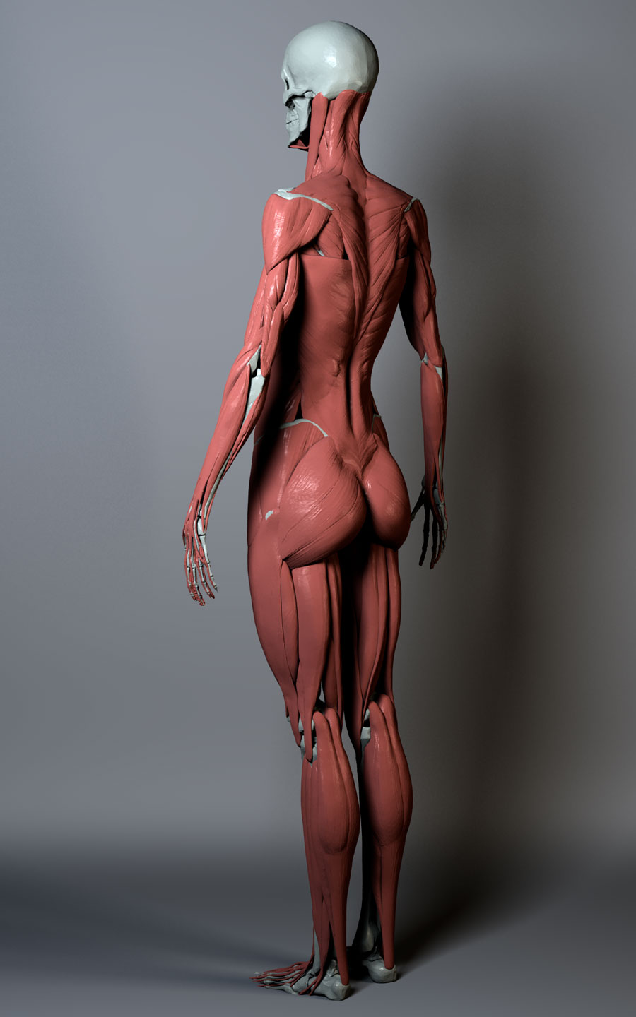 ecorche-060311-120focal.4.jpg