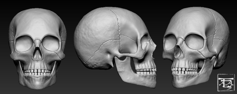 Skull.jpg