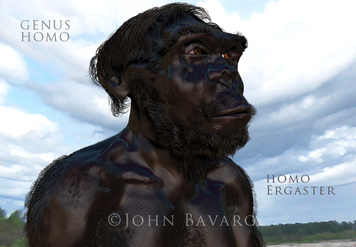 homo ergaster looking up text.jpg