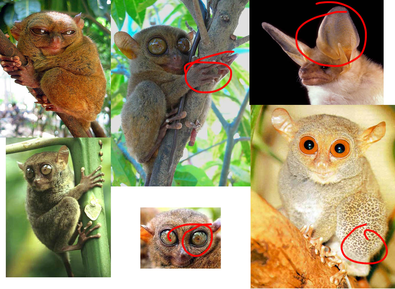 TarierCollage.jpg