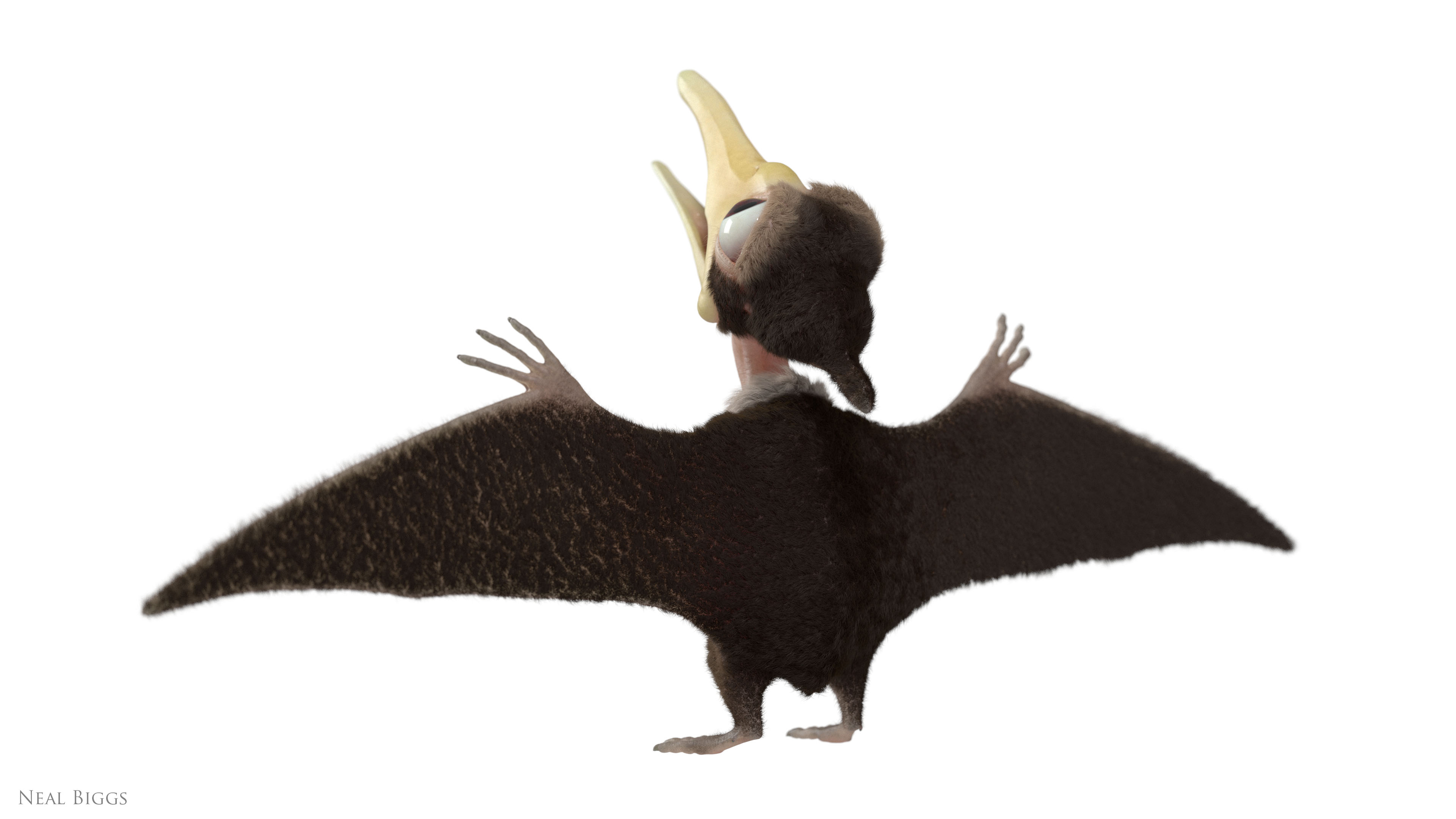 Petrie01c.jpg