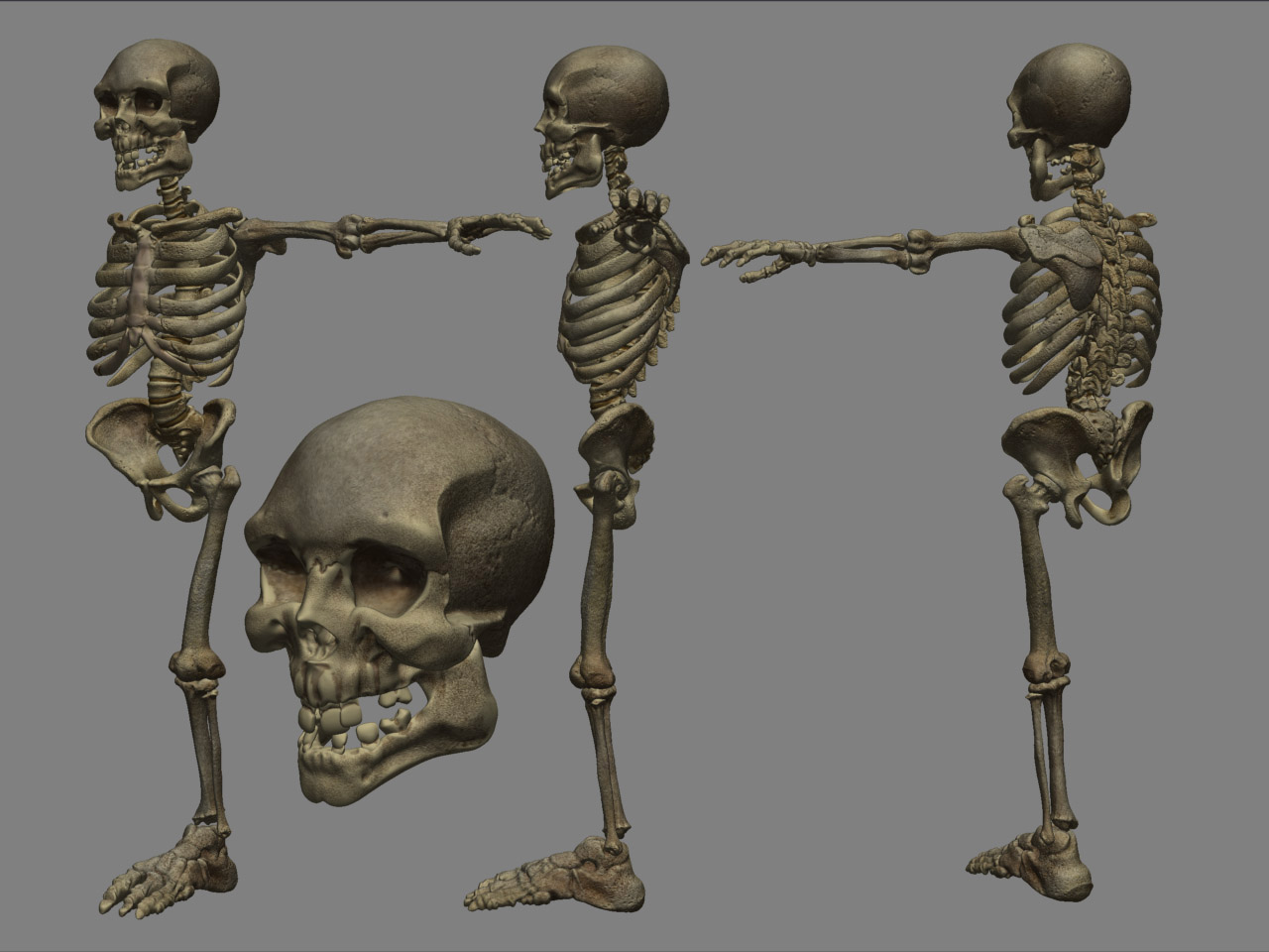 Bonehead_01.jpg
