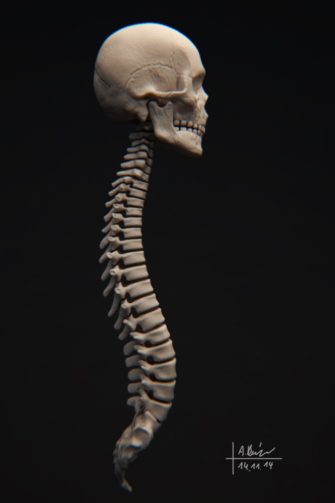 Skelett5.jpg