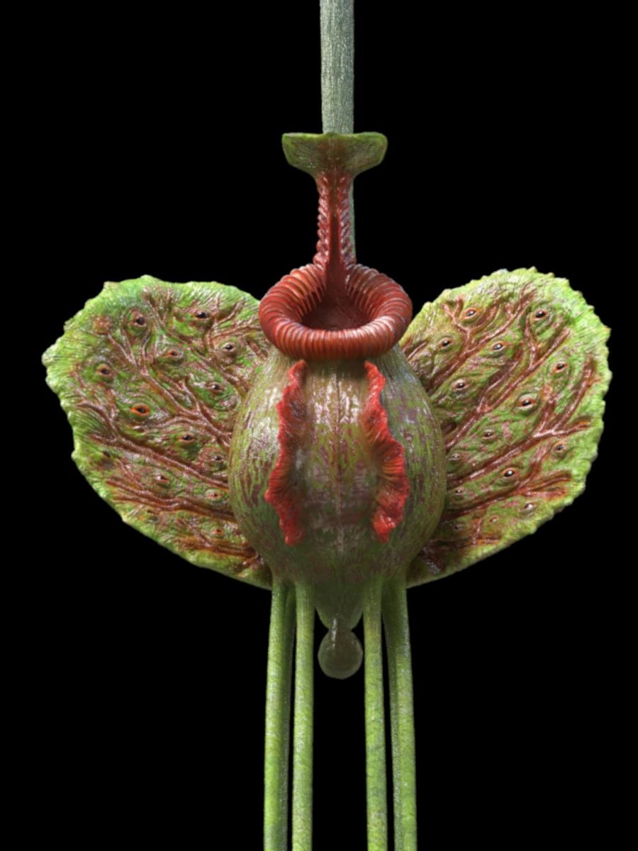 plant4.JPG