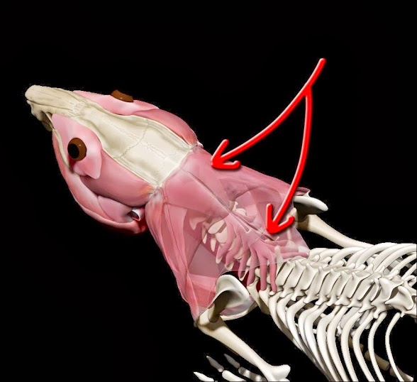 neckmuscles.jpg