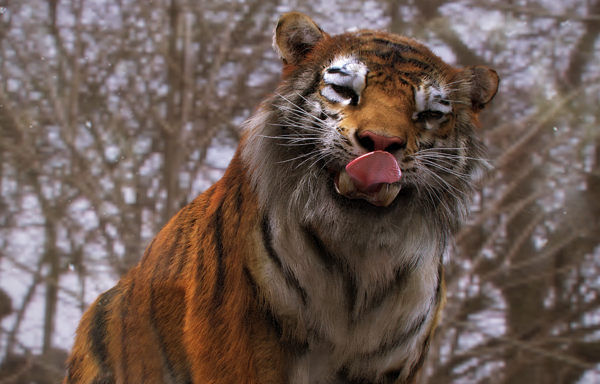 Tiger_peres3D34.jpg