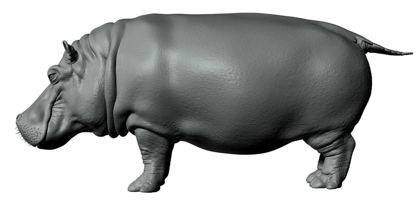 Hippo_Z_FINAL_03.jpg