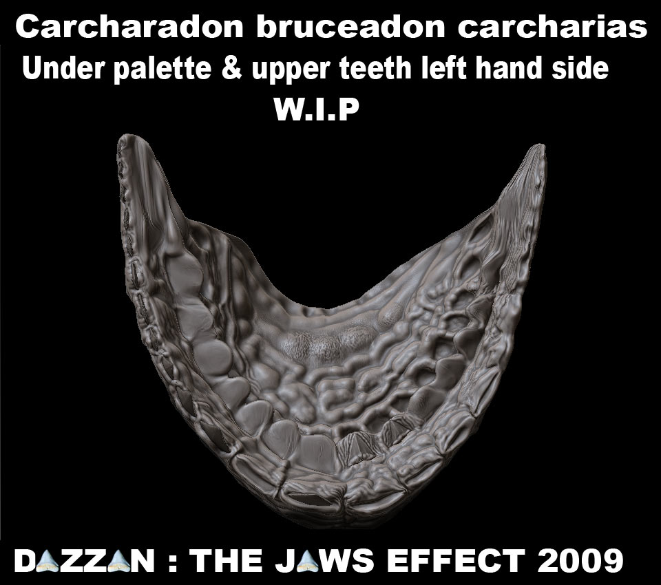 BRUCEUPPERJAWTEETHRSIDEUPlow.jpg