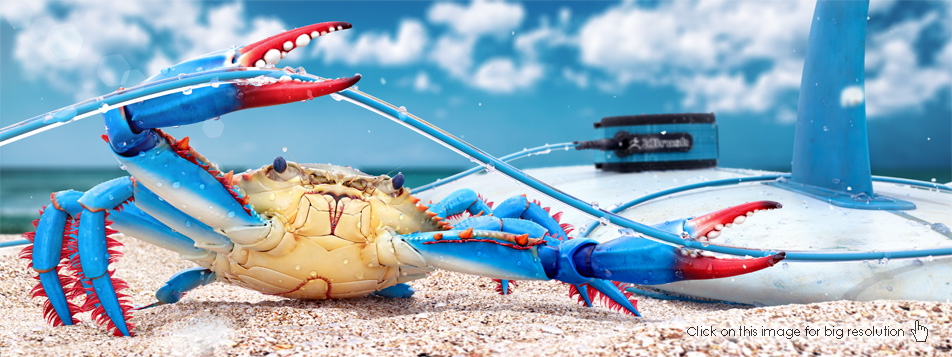 crab_02.jpg