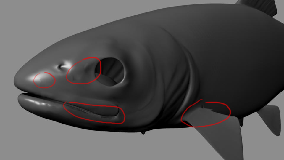 Trout2 copy copy.jpg