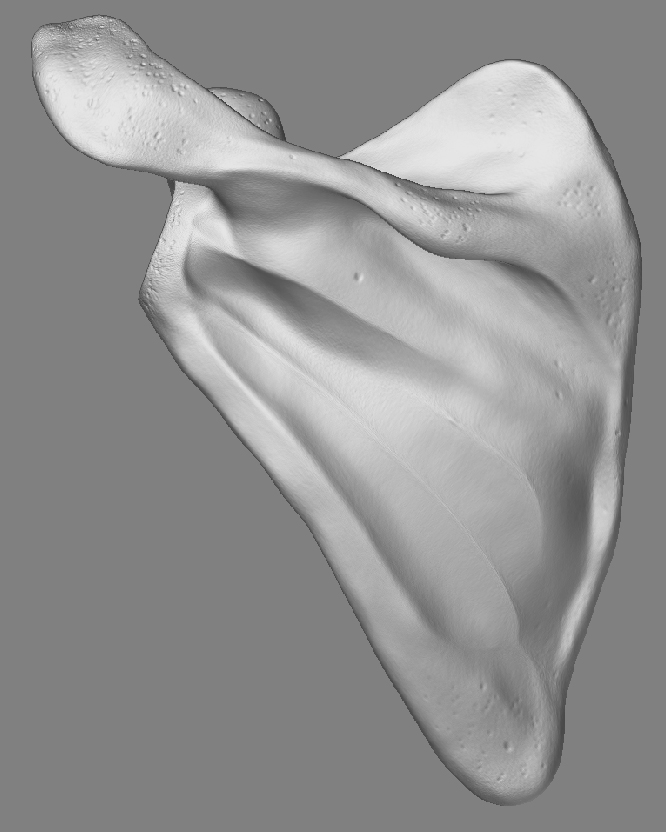 ScapulaFrontSmoothed_02.jpg