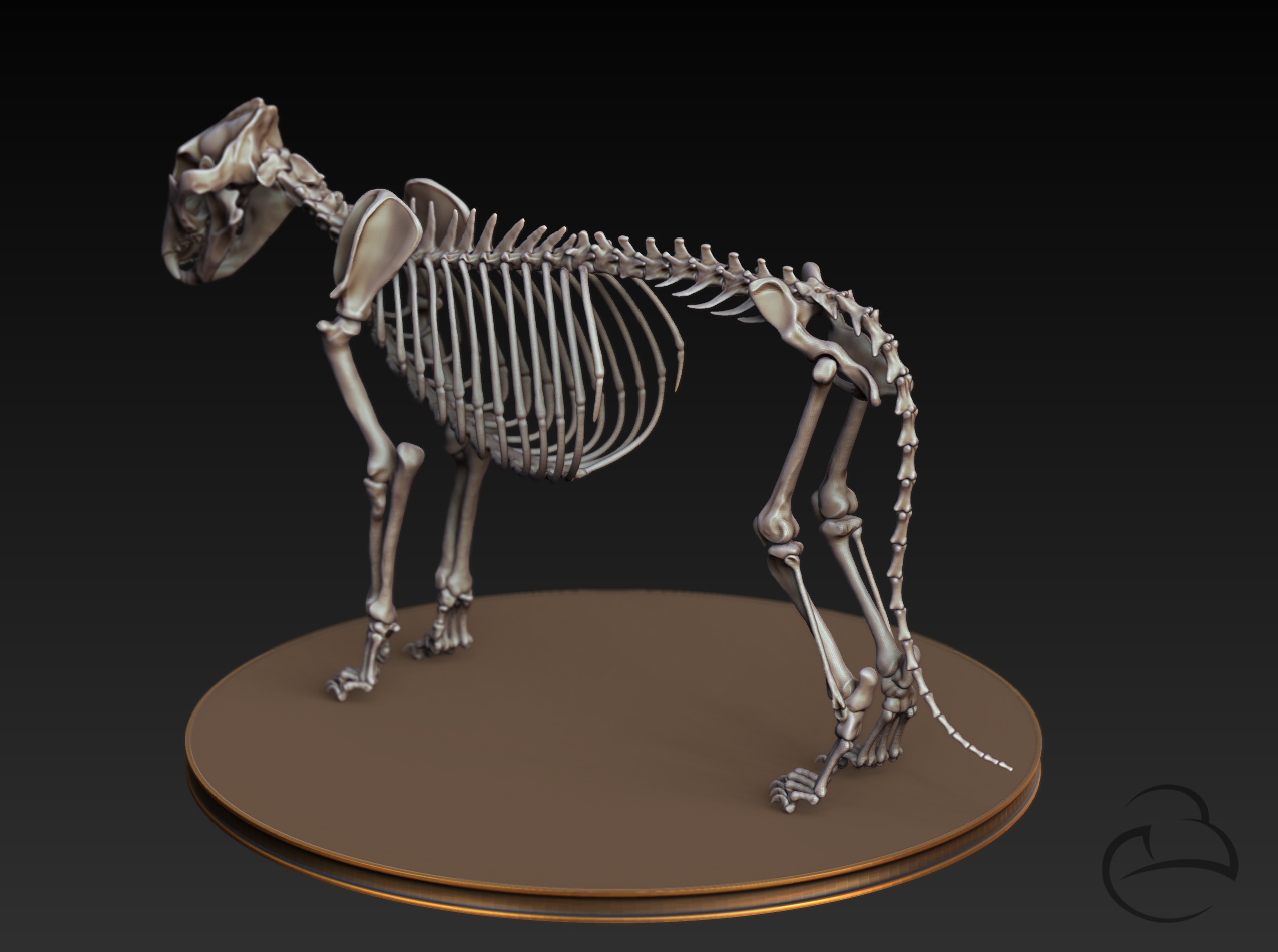 Skeleton_Lion_back.jpg