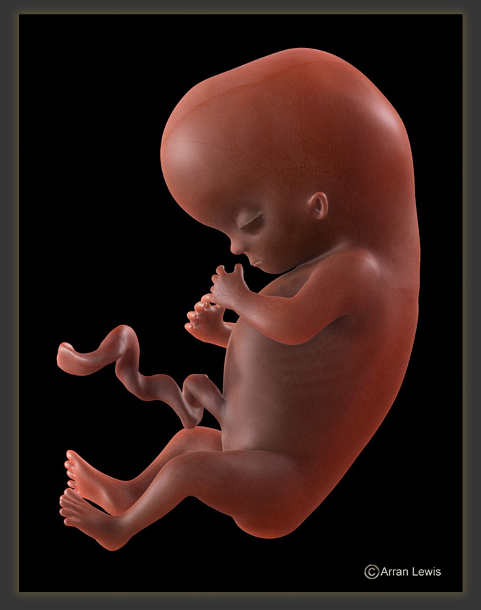 testfetus12.jpg