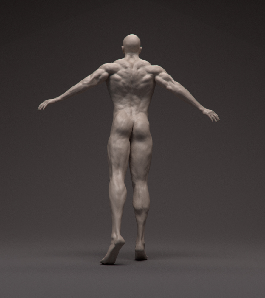 Anatomy_Back