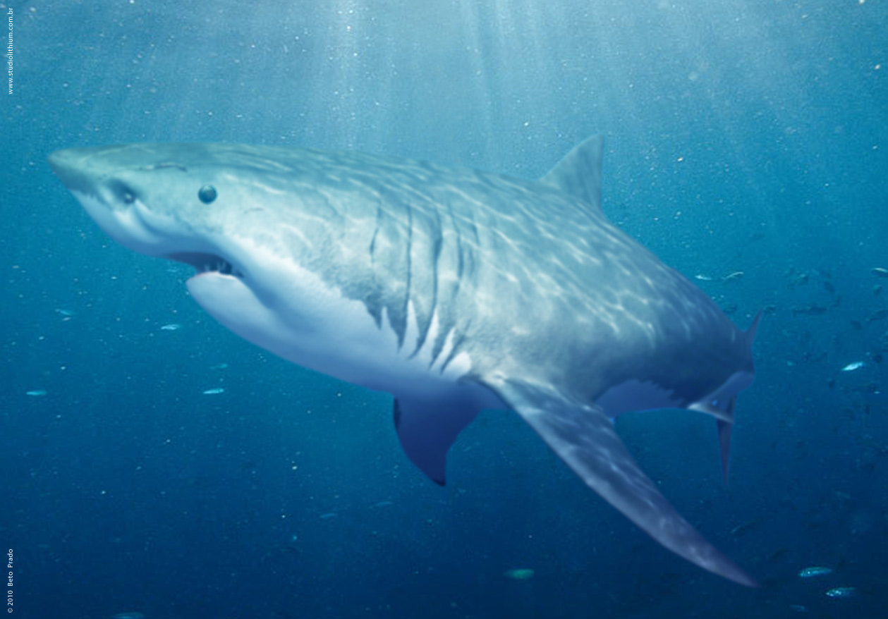 02_Shark_render.jpg