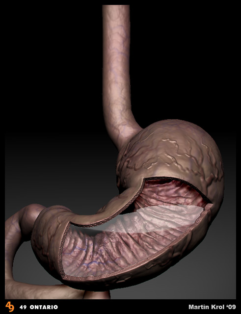 Human_Stomach_01.jpg
