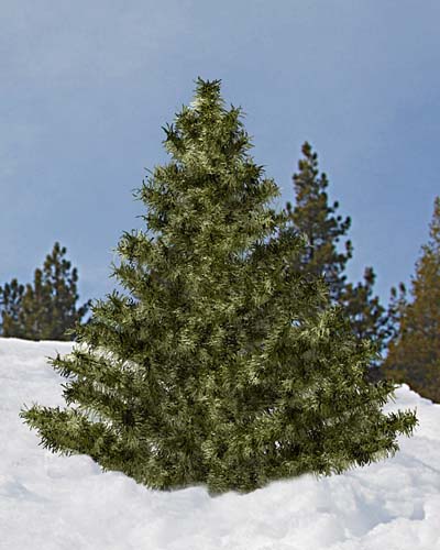 Xmastree_Render_01_V1.jpg
