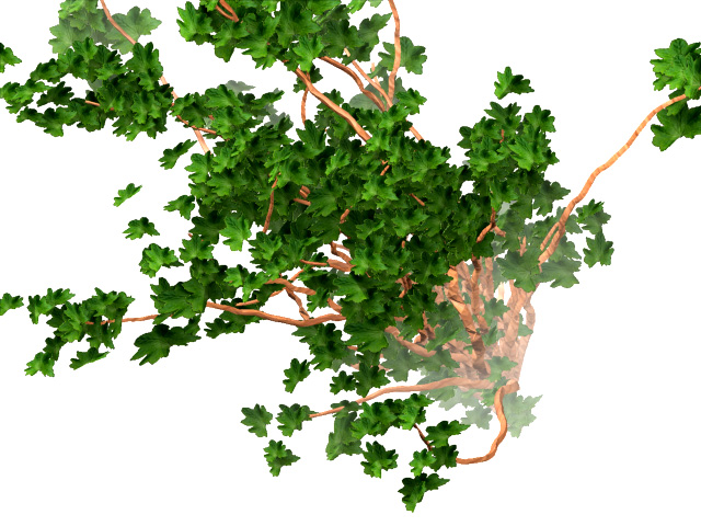 tree-top.jpg