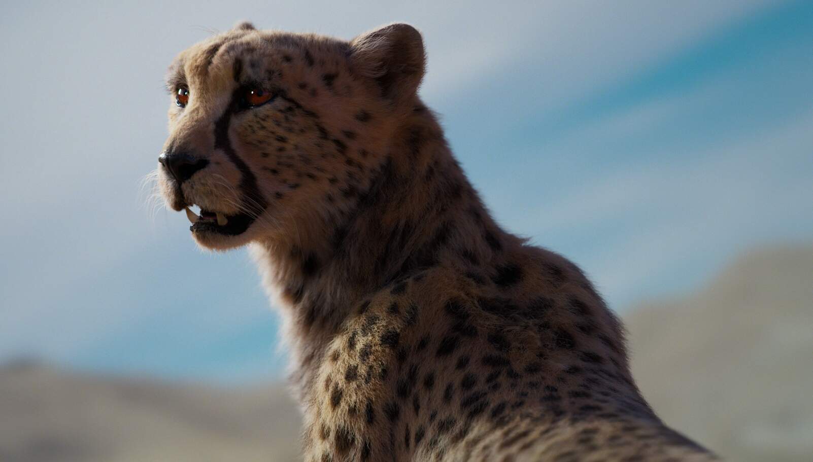 cheetah03.0205