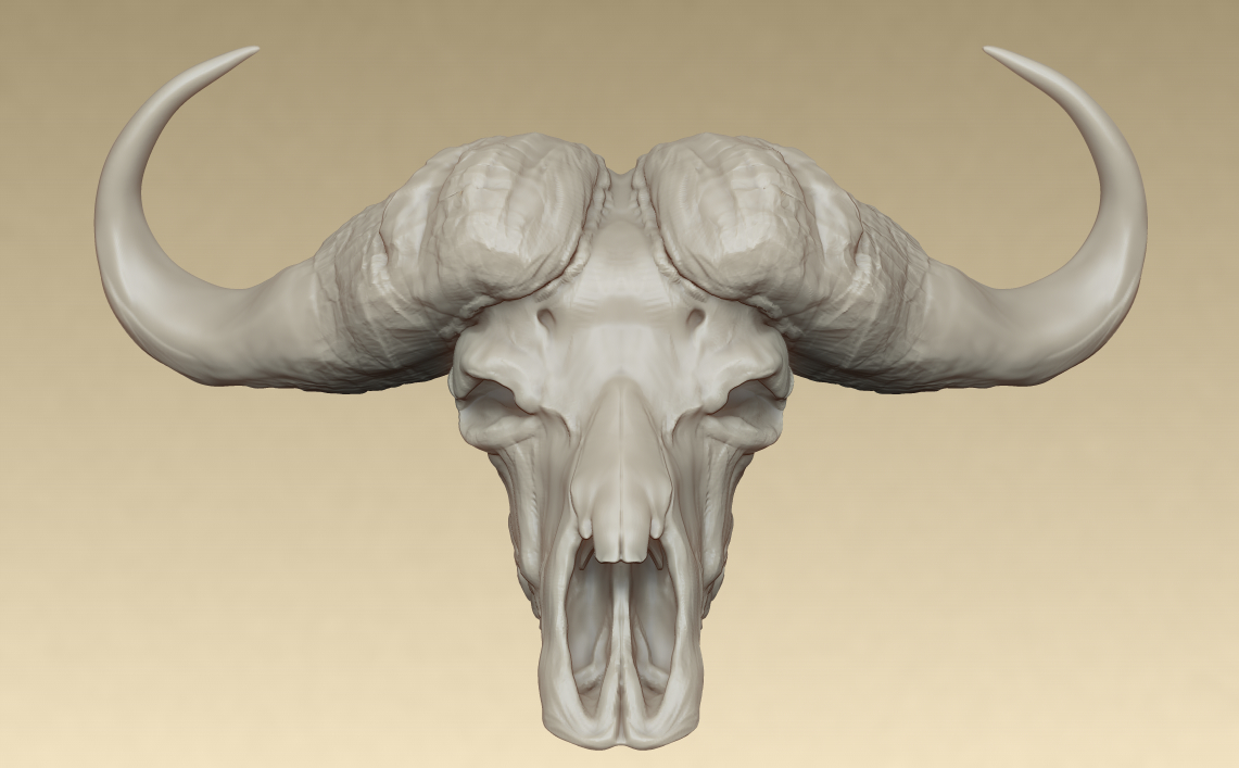 AfricanBuffalo_Front.jpg