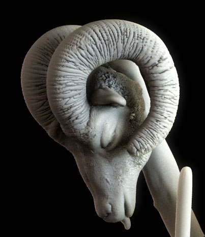 ramhead.jpg
