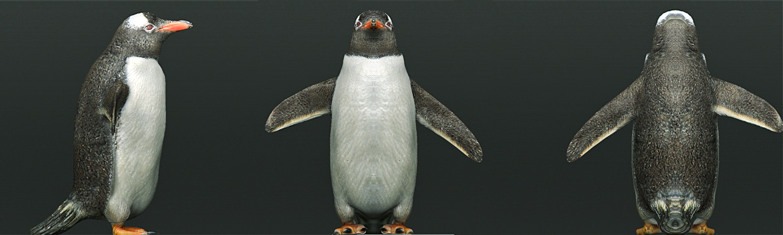Gentoo_texture_Color.jpg