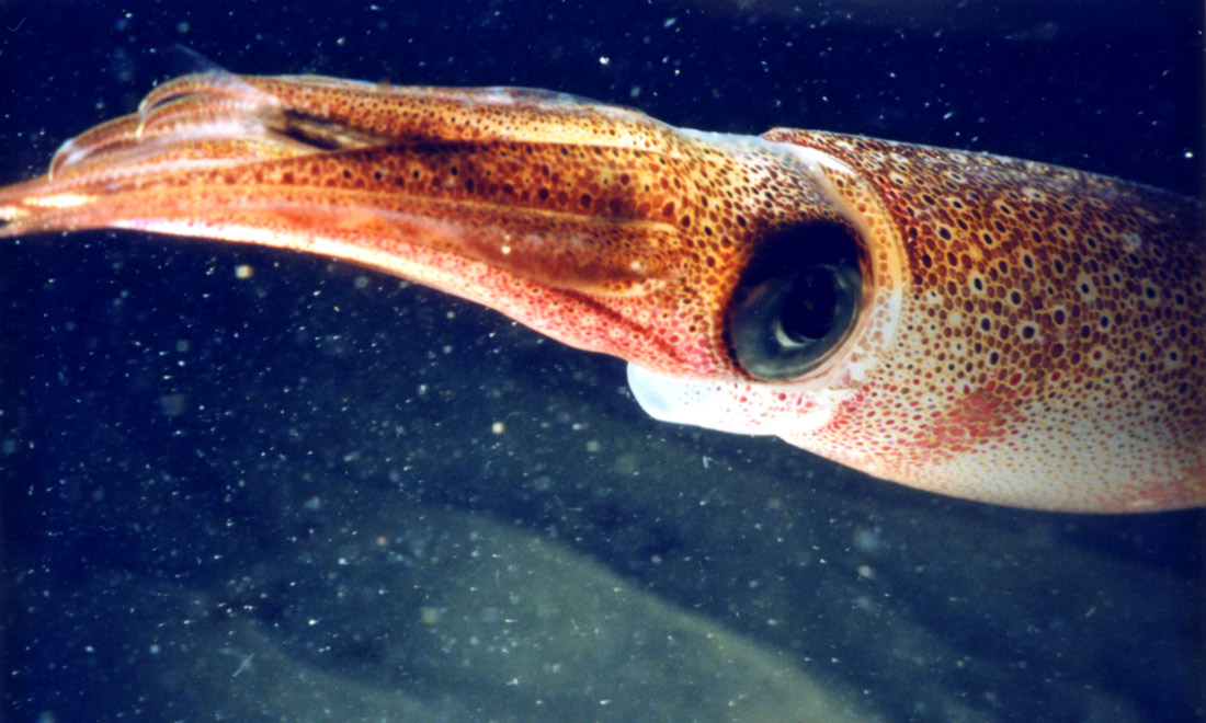 Squid_all2.jpg