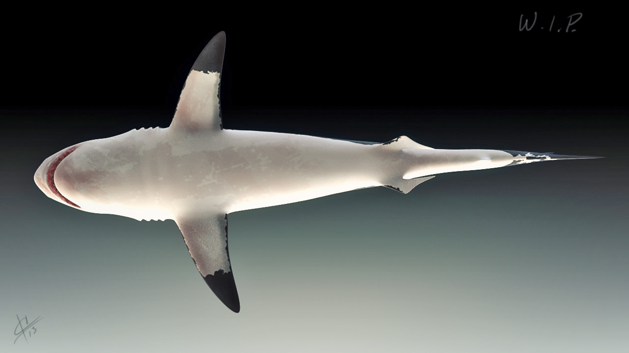 whiteshark_shaded_bottom.jpg