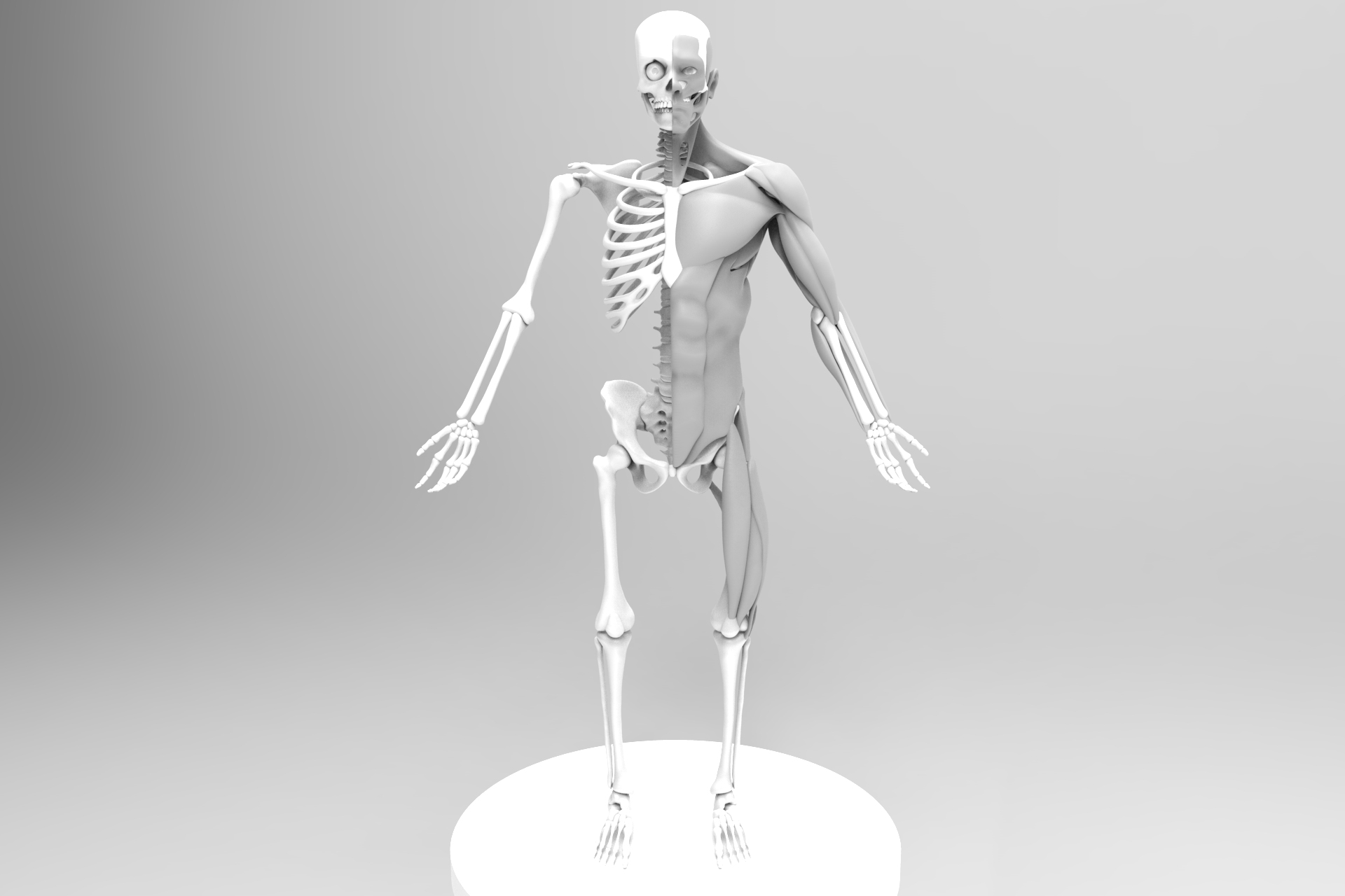Anatomy Guff - ZBrushCentral