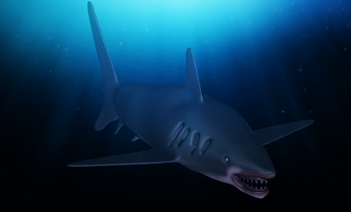 shark final