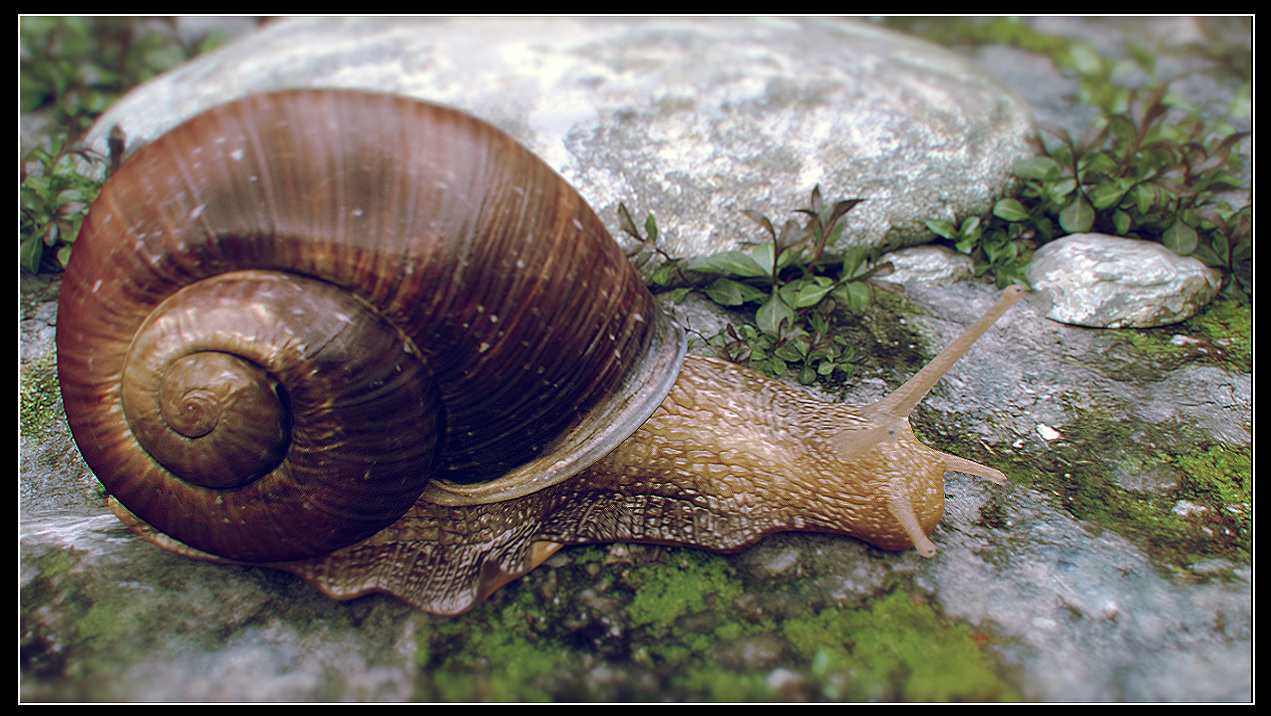 snail_ZB02_.jpg