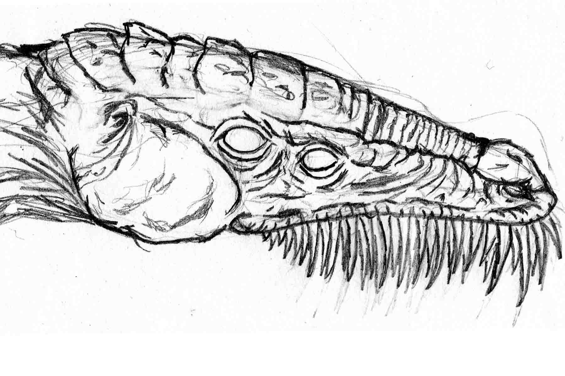 sketch ya.jpg