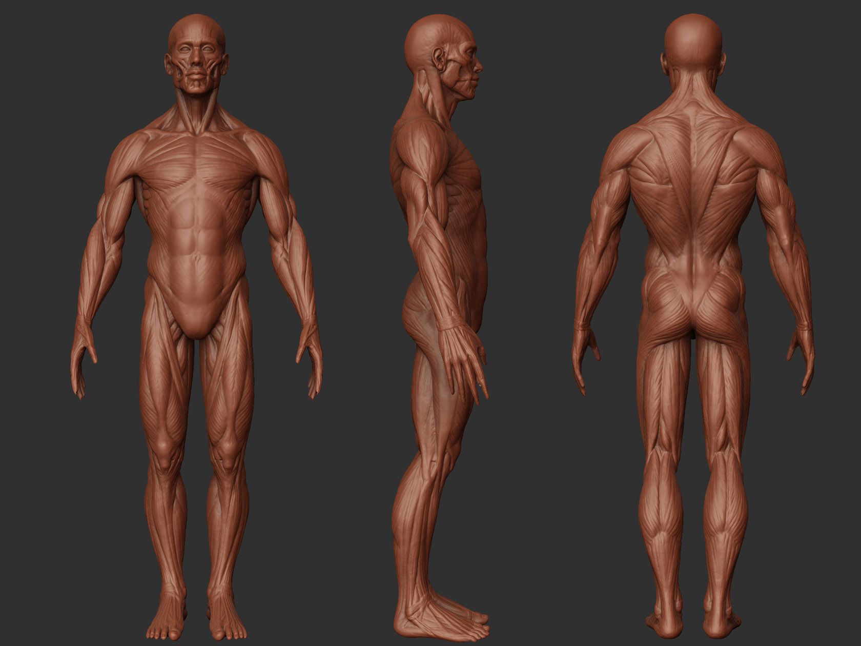 HumanAnatomy01.jpg